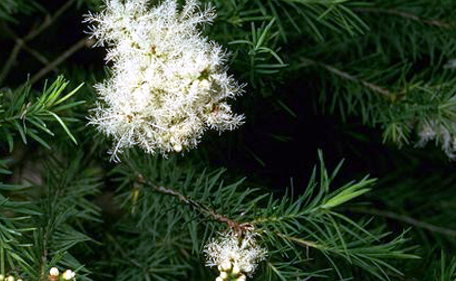 Tea Tree Oil: A Complete Guide to Its Benefits and Uses – Puraroma